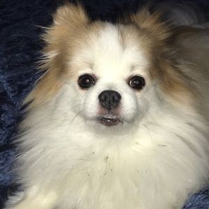 Meet your Posher, Nicholis